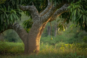 A Solitary Mango Hanging from a Tree Branch Above Greenery in a Lush Landscape