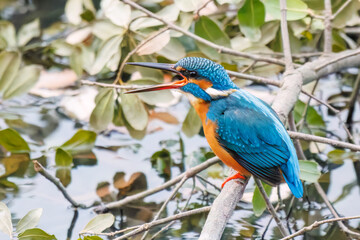 餌を捕らえるために池に飛び込む可愛いカワセミ（カワセミ科）
英名学名：Kingfisher (Alcedo atthis) 
神奈川県横浜市三ツ池公園-2025
