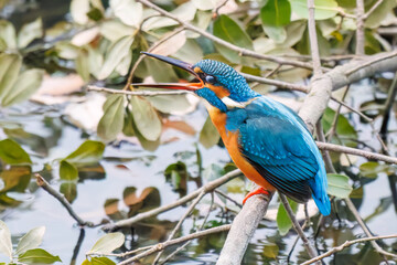 餌を捕らえるために池に飛び込む可愛いカワセミ（カワセミ科）
英名学名：Kingfisher (Alcedo atthis) 
神奈川県横浜市三ツ池公園-2025
