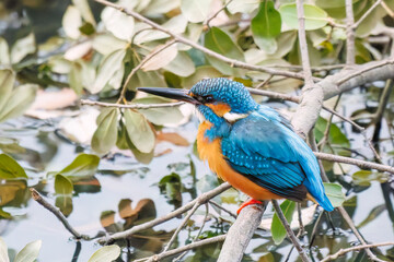 餌を捕らえるために池に飛び込む可愛いカワセミ（カワセミ科）
英名学名：Kingfisher (Alcedo atthis) 
神奈川県横浜市三ツ池公園-2025
