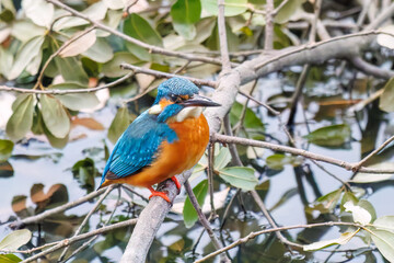 餌を捕らえるために池に飛び込む可愛いカワセミ（カワセミ科）
英名学名：Kingfisher (Alcedo atthis) 
神奈川県横浜市三ツ池公園-2025

