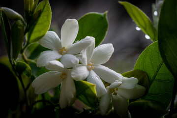 Closeup of Delicate White Jasmine Flowers with Water Droplets and Lush Green Leaves