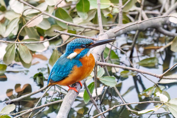 餌を捕らえるために池に飛び込む可愛いカワセミ（カワセミ科）
英名学名：Kingfisher (Alcedo atthis) 
神奈川県横浜市三ツ池公園-2025
