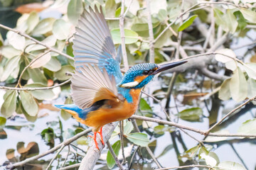 餌を捕らえるために池に飛び込む可愛いカワセミ（カワセミ科）
英名学名：Kingfisher (Alcedo atthis) 
神奈川県横浜市三ツ池公園-2025
