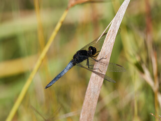 Black-headed Skimmer (Crocothemis nigrifrons) perched on a reed with bokeh background