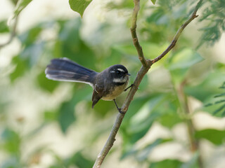 Grey Fantail (Rhipidura albiscapa) perched on a branch with green bokeh forest background