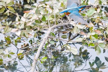 餌を捕らえるために池に飛び込む可愛いカワセミ（カワセミ科）
英名学名：Kingfisher (Alcedo atthis) 
神奈川県横浜市三ツ池公園-2025
