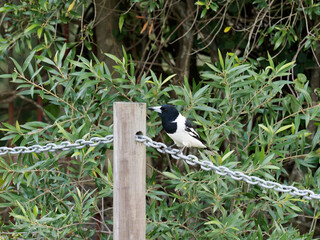 Pied Butcherbird (Cracticus nigrogularis) perched on a fence chain with green garden shrubs in...