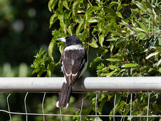 Pied Butcherbird (Cracticus nigrogularis) perched on a steel fence. pipe