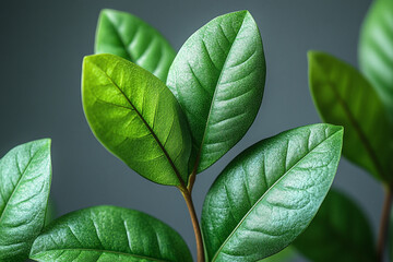 Obraz premium Lush Green Zamioculcas Zamiifolia Leaves CloseUp Against Soft Gray Background, Indoor Plant Beauty