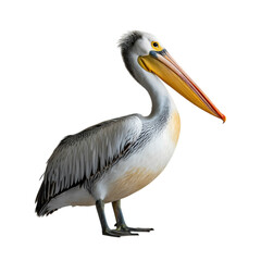 A majestic pelican with striking yellow beak poses regally against a stark on transparent background