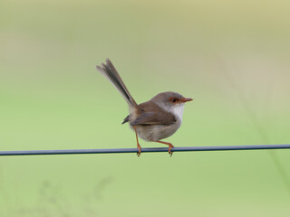 Female Superb Fairywren (Malurus cyaneus) perched on a fence wire with green bokeh background.