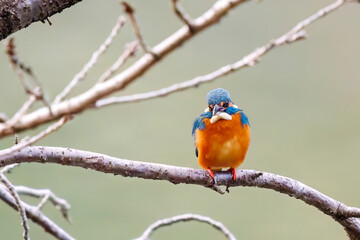 餌を捕らえるために池に飛び込む可愛いカワセミ（カワセミ科）
英名学名：Kingfisher (Alcedo atthis) 
神奈川県横浜市三ツ池公園-2025
