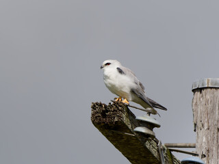 Black-shouldered Kite (Elanus axillaris) perched on an abandoned telegraph pole