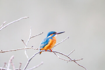 餌を捕らえるために池に飛び込む可愛いカワセミ（カワセミ科）
英名学名：Kingfisher (Alcedo atthis) 
神奈川県横浜市三ツ池公園-2025
