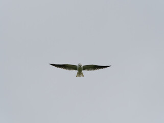 Australian, Black-Shouldered Kite (Elanus axillaris) hovering in flight with a grey cloudy sky background