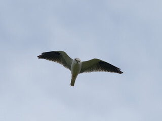 Australian, Black-Shouldered Kite (Elanus axillaris) hovering high in the sky with blue sky and greyish clouds in the background