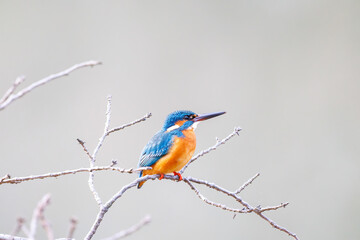 餌を捕らえるために池に飛び込む可愛いカワセミ（カワセミ科）
英名学名：Kingfisher (Alcedo atthis) 
神奈川県横浜市三ツ池公園-2025
