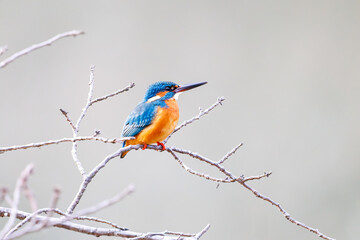 餌を捕らえるために池に飛び込む可愛いカワセミ（カワセミ科）
英名学名：Kingfisher (Alcedo atthis) 
神奈川県横浜市三ツ池公園-2025
