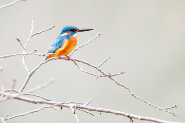 餌を捕らえるために池に飛び込む可愛いカワセミ（カワセミ科）
英名学名：Kingfisher (Alcedo atthis) 
神奈川県横浜市三ツ池公園-2025
