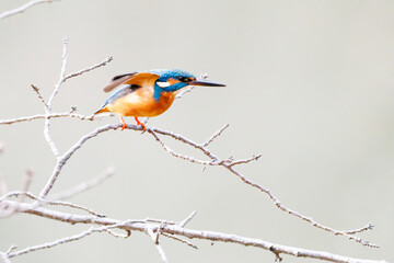 餌を捕らえるために池に飛び込む可愛いカワセミ（カワセミ科）
英名学名：Kingfisher (Alcedo atthis) 
神奈川県横浜市三ツ池公園-2025
