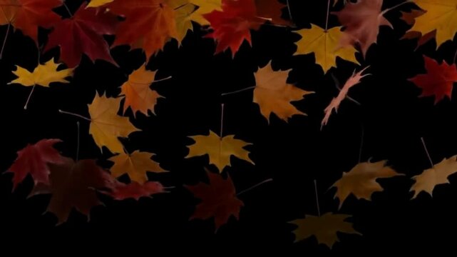  Autumn orange maple leaves falling close up