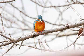餌を捕らえるために池に飛び込む可愛いカワセミ（カワセミ科）
英名学名：Kingfisher (Alcedo atthis) 
神奈川県横浜市三ツ池公園-2025
