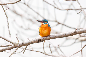 餌を捕らえるために池に飛び込む可愛いカワセミ（カワセミ科）
英名学名：Kingfisher (Alcedo atthis) 
神奈川県横浜市三ツ池公園-2025
