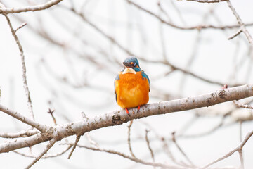 餌を捕らえるために池に飛び込む可愛いカワセミ（カワセミ科）
英名学名：Kingfisher (Alcedo atthis) 
神奈川県横浜市三ツ池公園-2025
