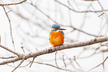 餌を捕らえるために池に飛び込む可愛いカワセミ（カワセミ科）
英名学名：Kingfisher (Alcedo atthis) 
神奈川県横浜市三ツ池公園-2025
