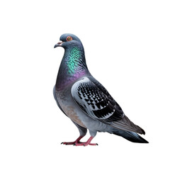 A vibrant pigeon struts its iridescent plumage shimmering in the light on transparent background