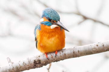 餌を捕らえるために池に飛び込む可愛いカワセミ（カワセミ科）
英名学名：Kingfisher (Alcedo atthis) 
神奈川県横浜市三ツ池公園-2025
