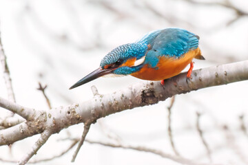 餌を捕らえるために池に飛び込む可愛いカワセミ（カワセミ科）
英名学名：Kingfisher (Alcedo atthis) 
神奈川県横浜市三ツ池公園-2025
