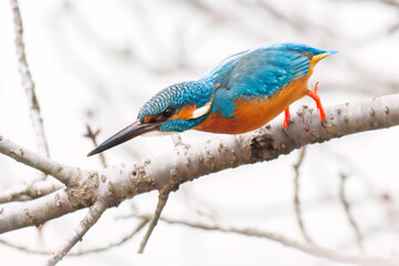 餌を捕らえるために池に飛び込む可愛いカワセミ（カワセミ科）
英名学名：Kingfisher (Alcedo atthis) 
神奈川県横浜市三ツ池公園-2025
