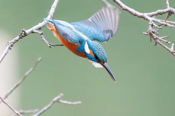 餌を捕らえるために池に飛び込む可愛いカワセミ（カワセミ科）
英名学名：Kingfisher (Alcedo atthis) 
神奈川県横浜市三ツ池公園-2025
