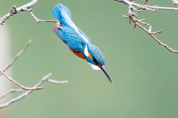 餌を捕らえるために池に飛び込む可愛いカワセミ（カワセミ科）
英名学名：Kingfisher (Alcedo atthis) 
神奈川県横浜市三ツ池公園-2025
