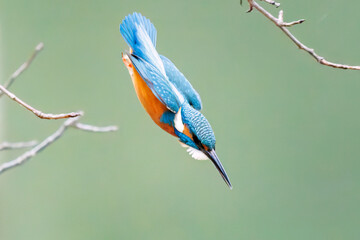 餌を捕らえるために池に飛び込む可愛いカワセミ（カワセミ科）
英名学名：Kingfisher (Alcedo atthis) 
神奈川県横浜市三ツ池公園-2025
