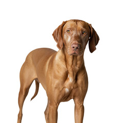 An alert golden Vizsla dog stands regally against the darkness a loyal on transparent background