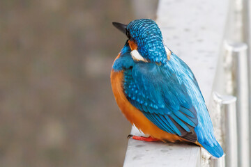 餌を捕らえるために池に飛び込む可愛いカワセミ（カワセミ科）
英名学名：Kingfisher (Alcedo atthis) 
神奈川県横浜市三ツ池公園-2025
