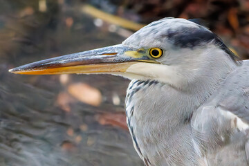 美しいアオサギ（サギ科）
英名学名：Grey Heron (Ardea...