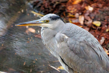 美しいアオサギ（サギ科）
英名学名：Grey Heron (Ardea cinerea)
神奈川県横浜市三ツ池公園-2025
