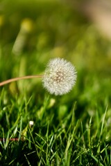 dandelion in the grass