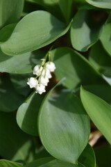 Lilies of the valley are blossoming in nature in early summer.