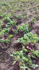 lettuce in the garden