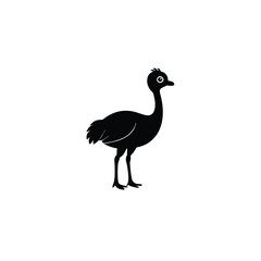Fototapeta premium peacock isolated on white background