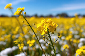 Obraz premium yellow flowering field