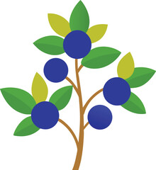 blueberry bush  vector on white background   