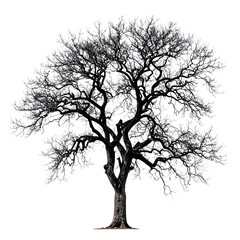 A large deciduous tree with intricate, bare branches and a sturdy trunk