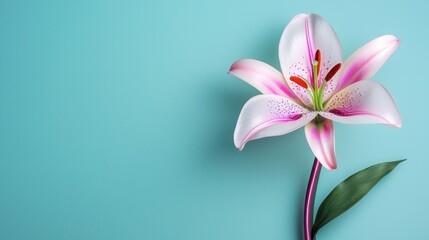Naklejka premium Close up of a beautiful delicate pink lily flower with vibrant petals and a natural organic feel against a tranquil teal background