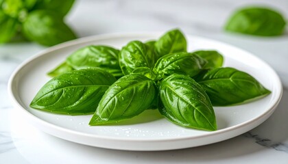 Minimalist close-up of dew-covered kemangi (basil) leaves on a white ceramic plate. Focus on fresh leaf texture and detailed veins, with soft neutral background — herbal food photography.

